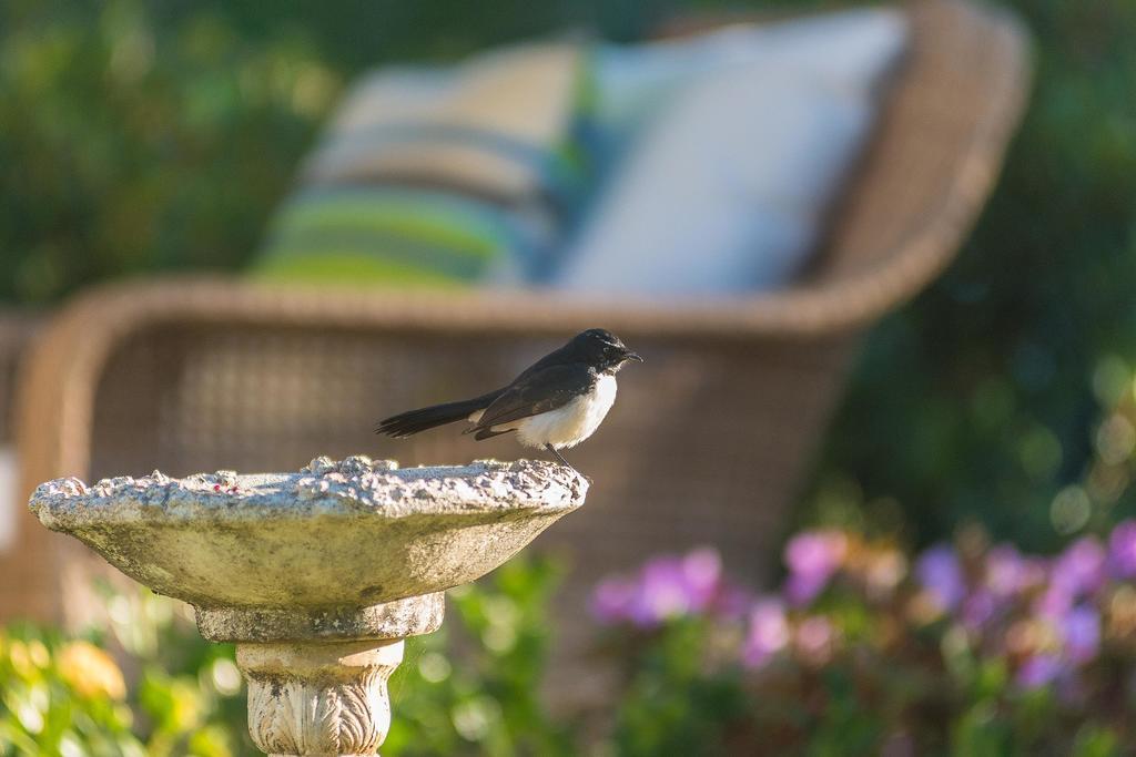 Abelia House Bed and Breakfast Μπάιρον Μπέι Εξωτερικό φωτογραφία
